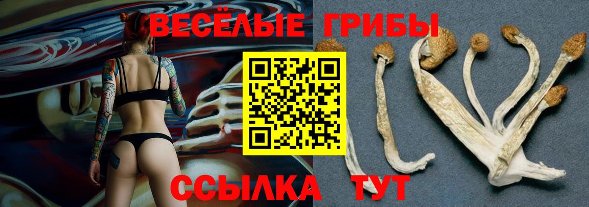 купить наркотики сайты  Псилоцибиновые грибы мицелий  Вход с VPN  Киров 